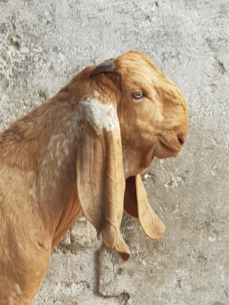 Super Quality Makhi cheena Male kid|makhi cheeni بکرا/breeder quality