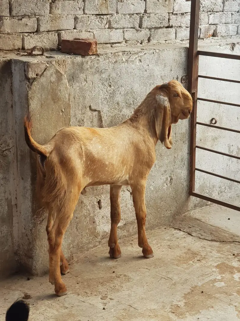 Super Quality Makhi cheena Male kid|makhi cheeni بکرا/breeder quality — photo 2