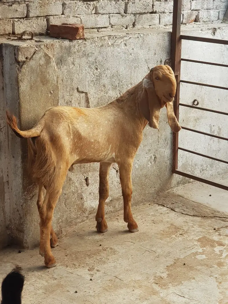 Super Quality Makhi cheena Male kid|makhi cheeni بکرا/breeder quality — photo 3