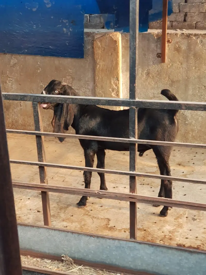 Super Quality Makhi cheena Male kid|makhi cheeni بکرا/breeder quality — photo 4