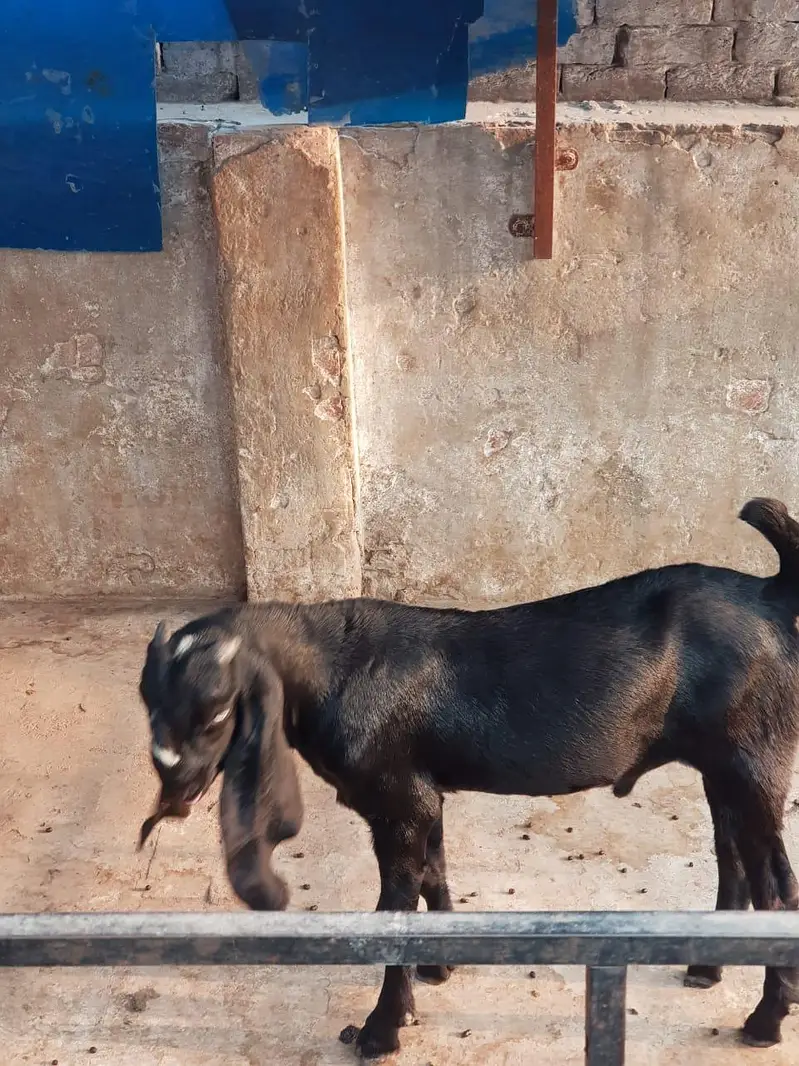 Super Quality Makhi cheena Male kid|makhi cheeni بکرا/breeder quality — photo 5