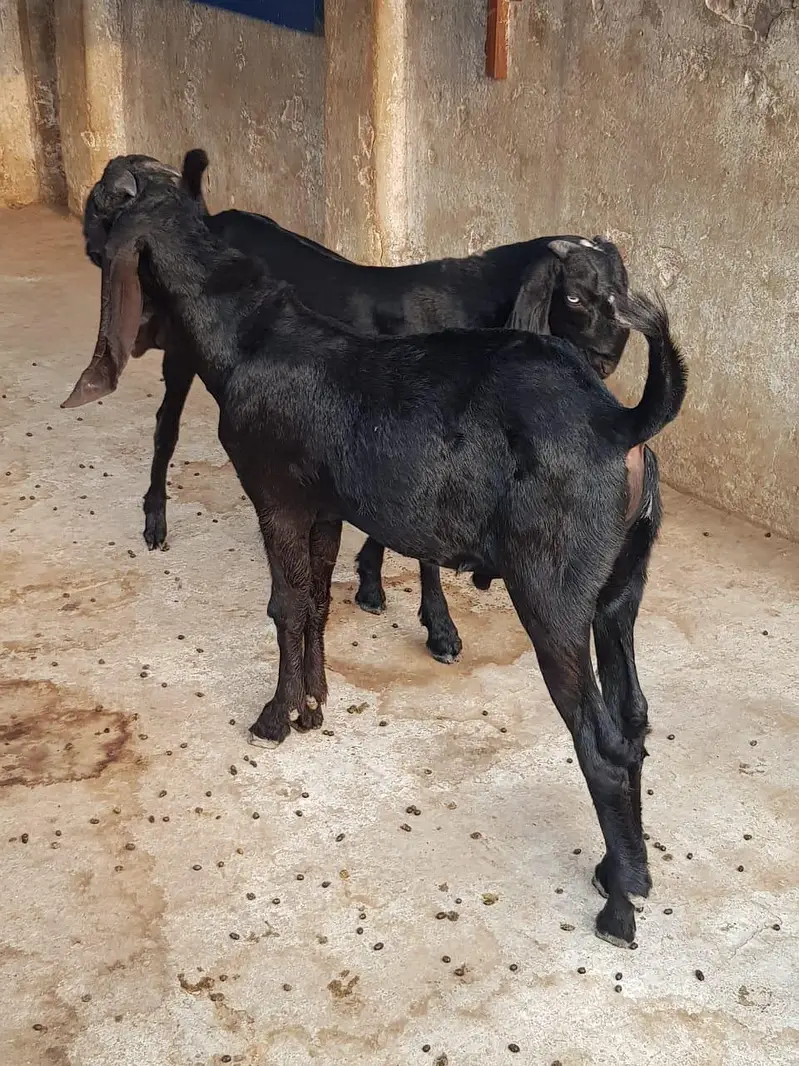 Super Quality Makhi cheena Male kid|makhi cheeni بکرا/breeder quality — photo 6