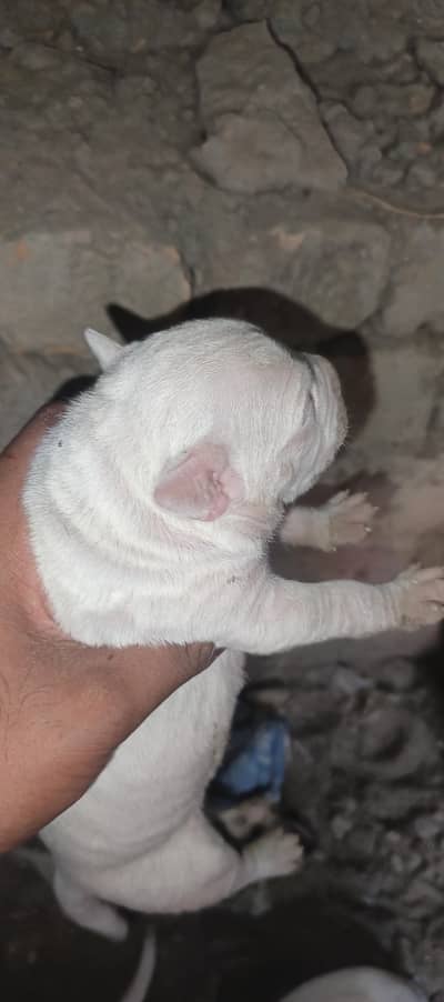 pure American patbul and blood line gulter. . pupees for seeel
