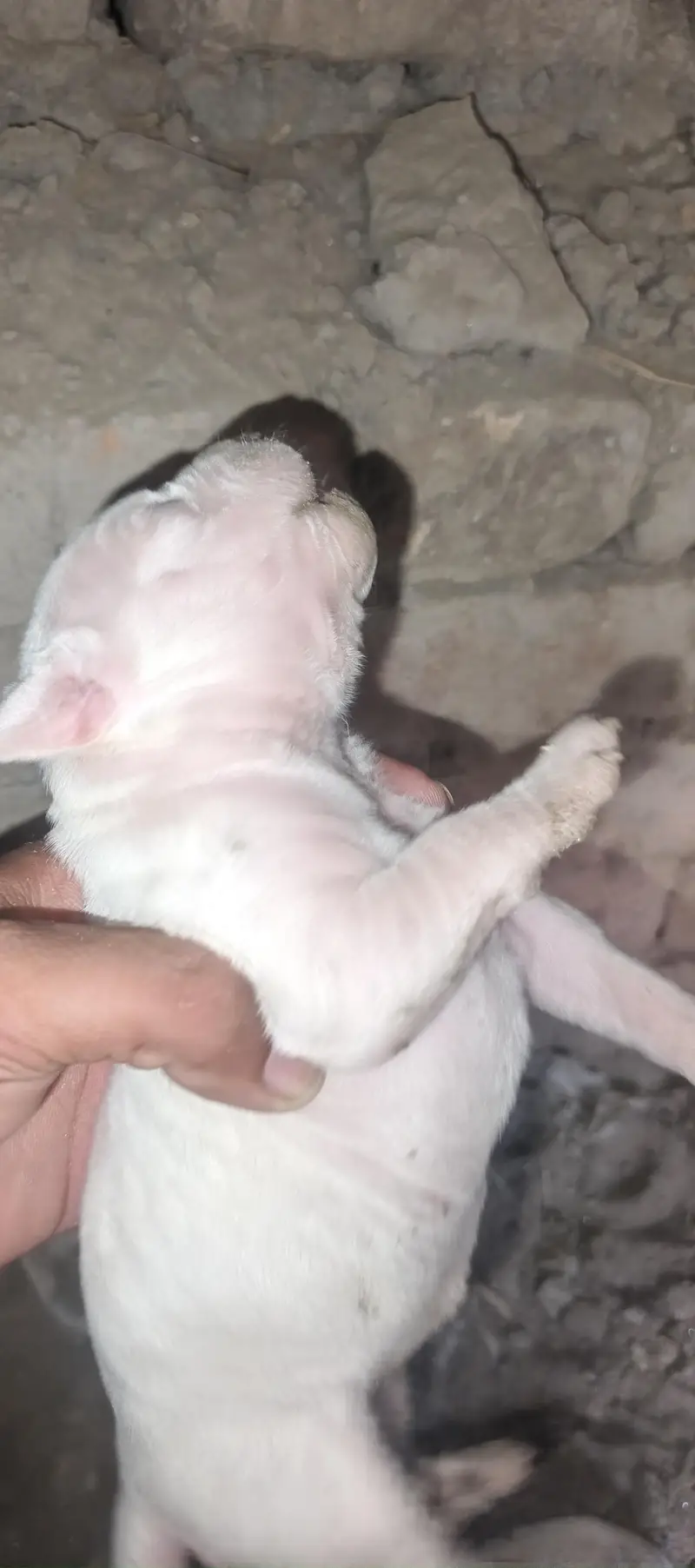 pure American patbul and blood line gulter. . pupees for seeel — photo 2