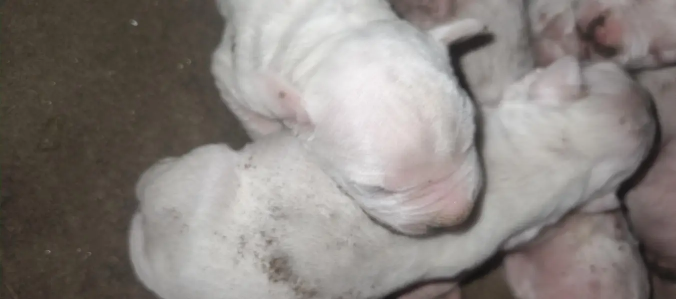 pure American patbul and blood line gulter. . pupees for seeel — photo 3