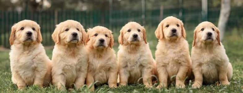 Premium KCP padigree Golden Retriever Puppies