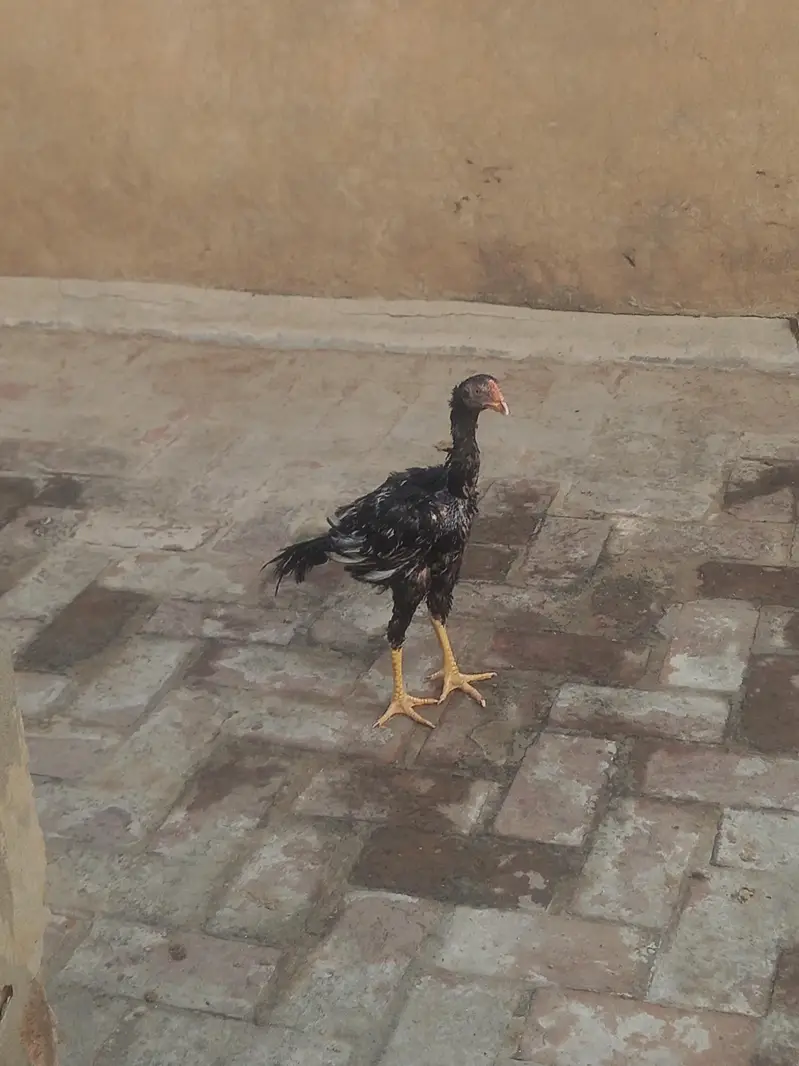 Kurk madi, Jawi madi and pathay — photo 7
