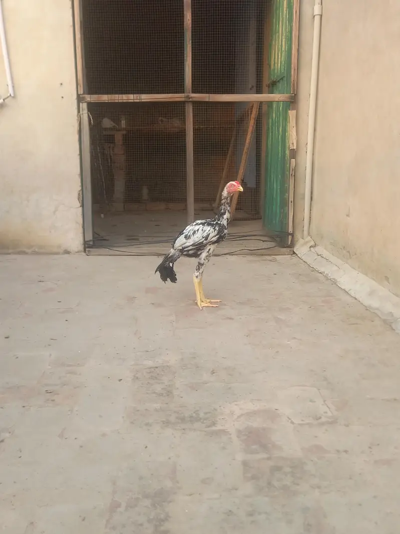 Kurk madi, Jawi madi and pathay — photo 10