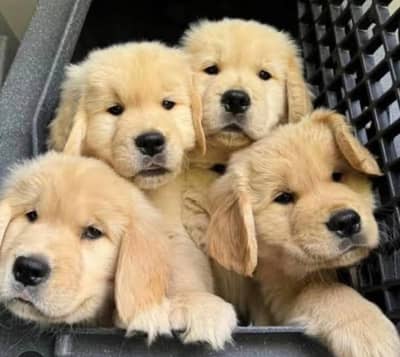Premium KCP padigree Golden Retriever Puppies