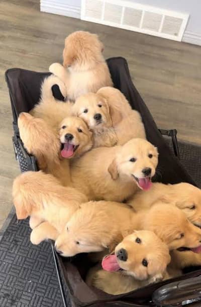 Premium KCP padigree Golden Retriever Puppies