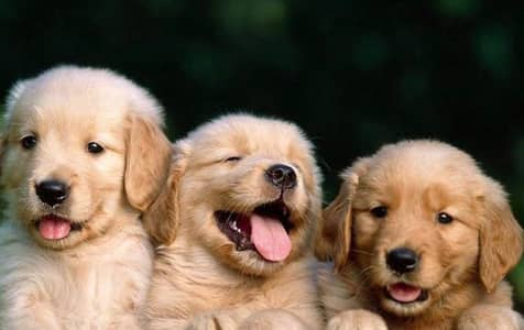 Premium KCP padigree Golden Retriever Puppies