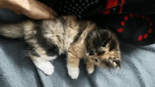 Persian