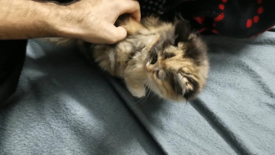 Persian 1