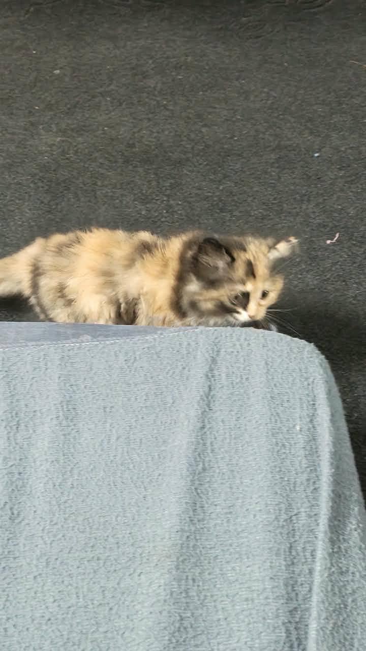Persian 2