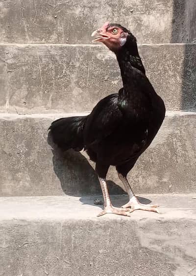 Pakistani and mianwali cross hen
