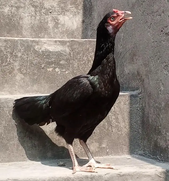 Pakistani and mianwali cross hen — photo 2