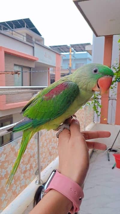 talking tame Alexander | Raw | kashmiri parrot for sale