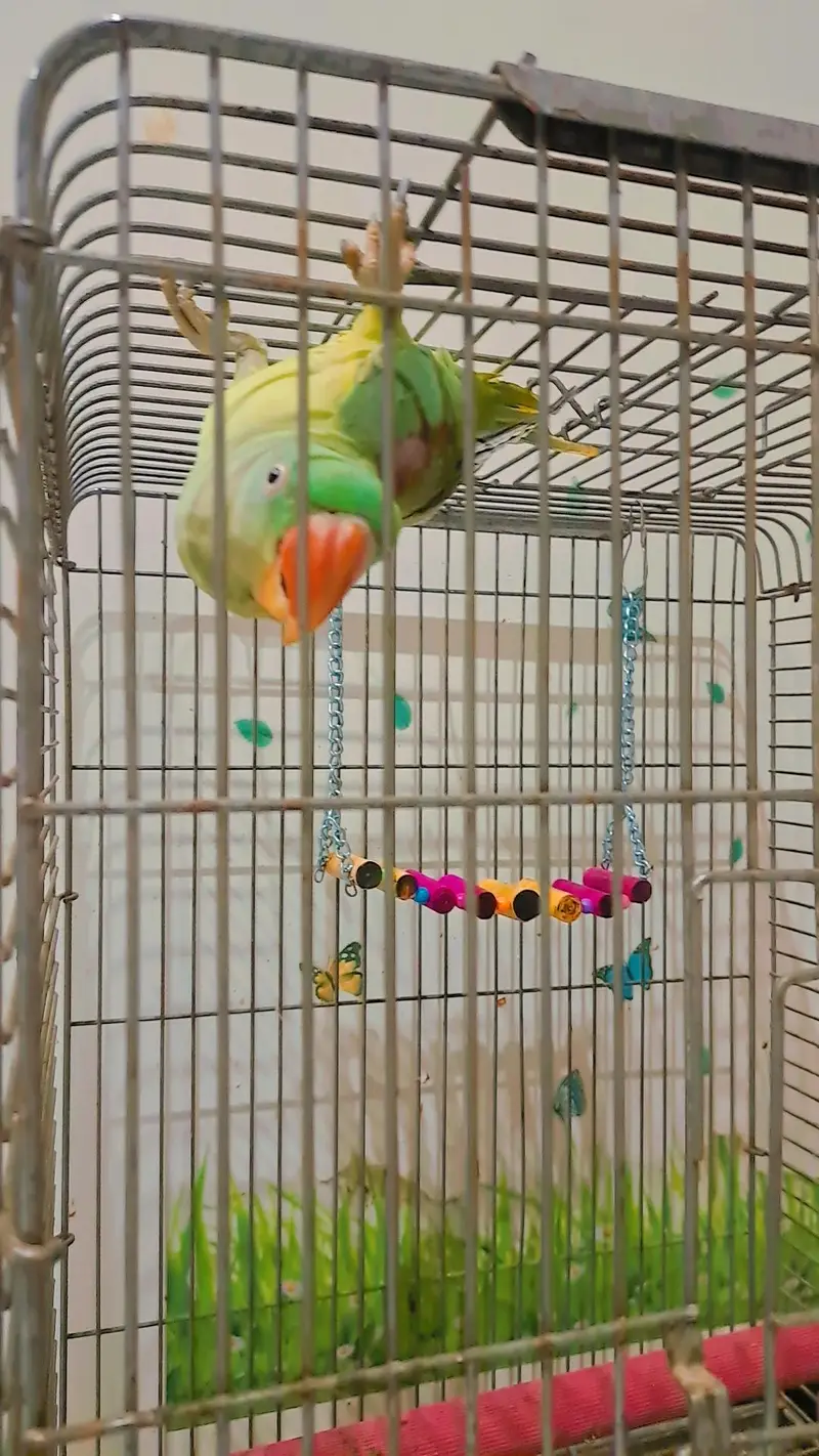 talking tame Alexander | Raw | kashmiri parrot for sale — photo 2
