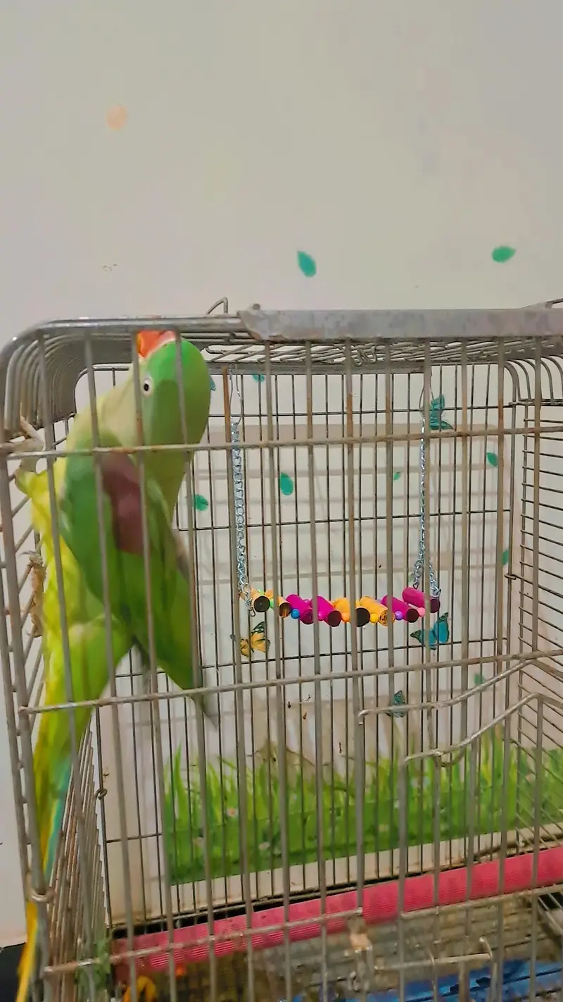 talking tame Alexander | Raw | kashmiri parrot for sale — photo 3