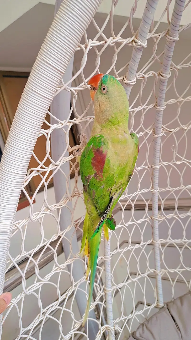 talking tame Alexander | Raw | kashmiri parrot for sale — photo 4