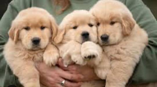 Premium KCP padigree Golden Retriever Puppies