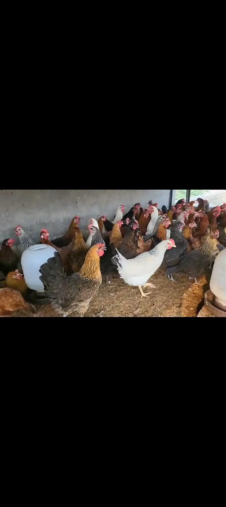 golden misri  egg laying murgi anda wali murgi — photo 2