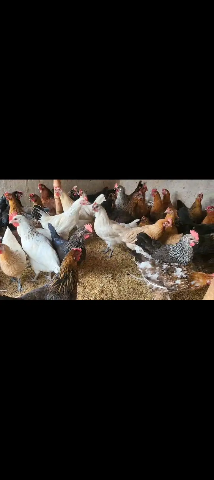 golden misri  egg laying murgi anda wali murgi — photo 3