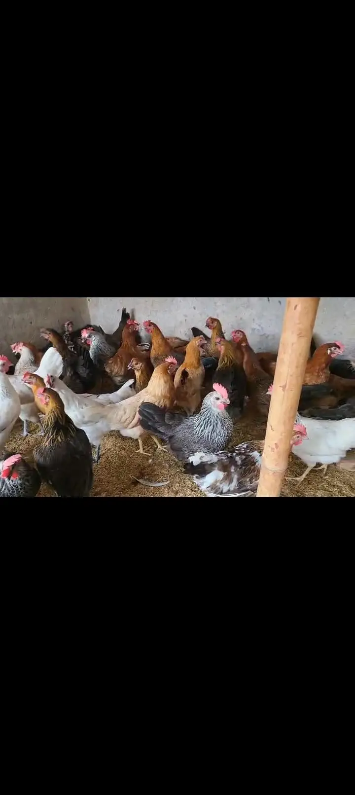 golden misri  egg laying murgi anda wali murgi — photo 4