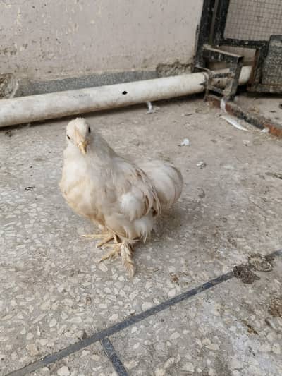 Bentum Hen