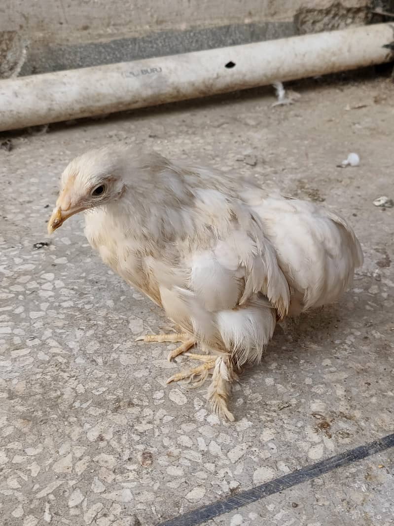 Bentum Hen 1