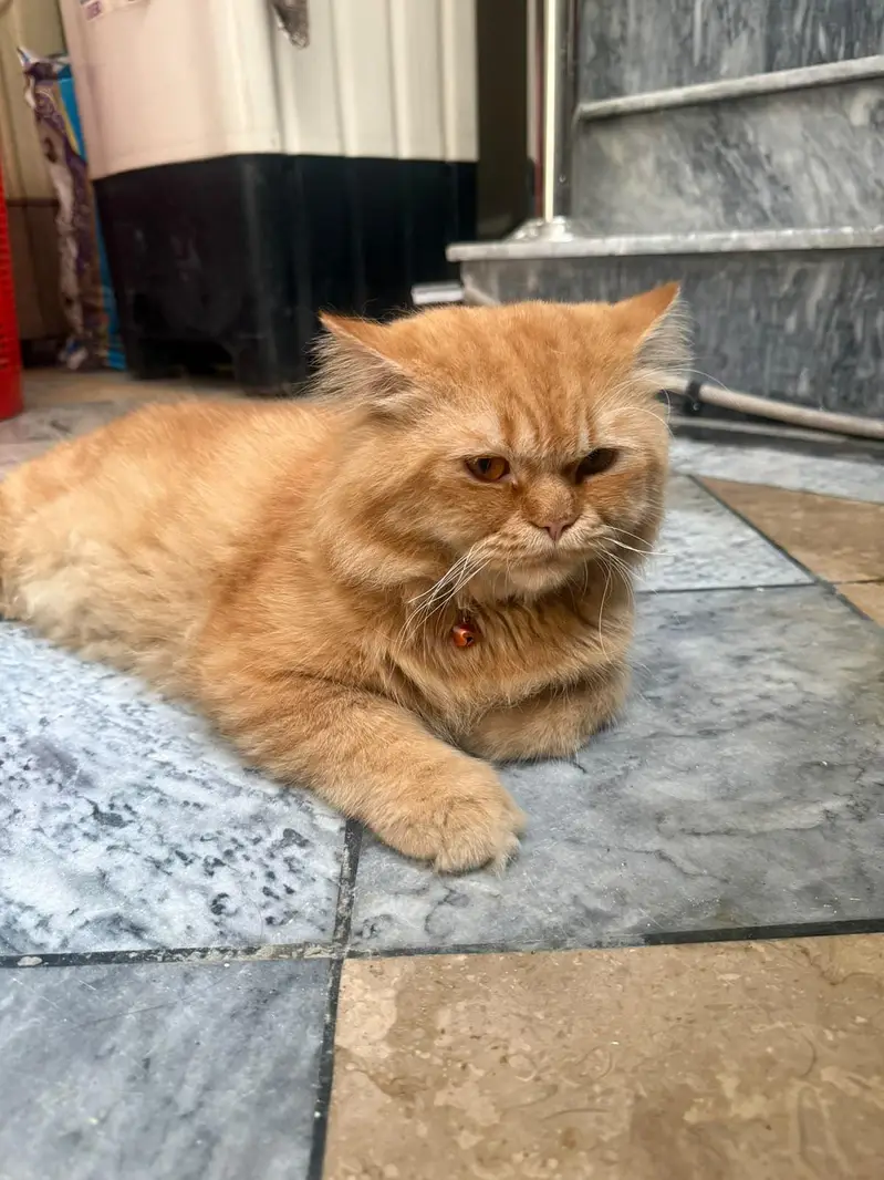 Interested buyers can contact for details. — photo 2
