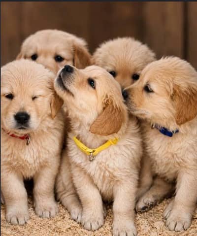 Premium KCP padigree Golden Retriever Puppies