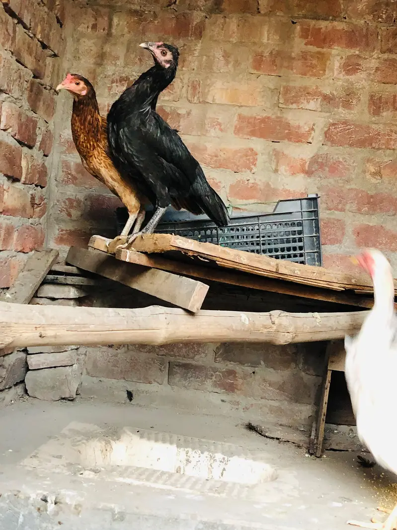1 Male 3 Females 03224239890 — photo 3