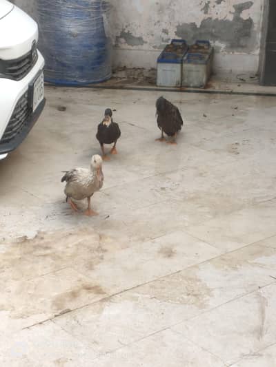 Ducks