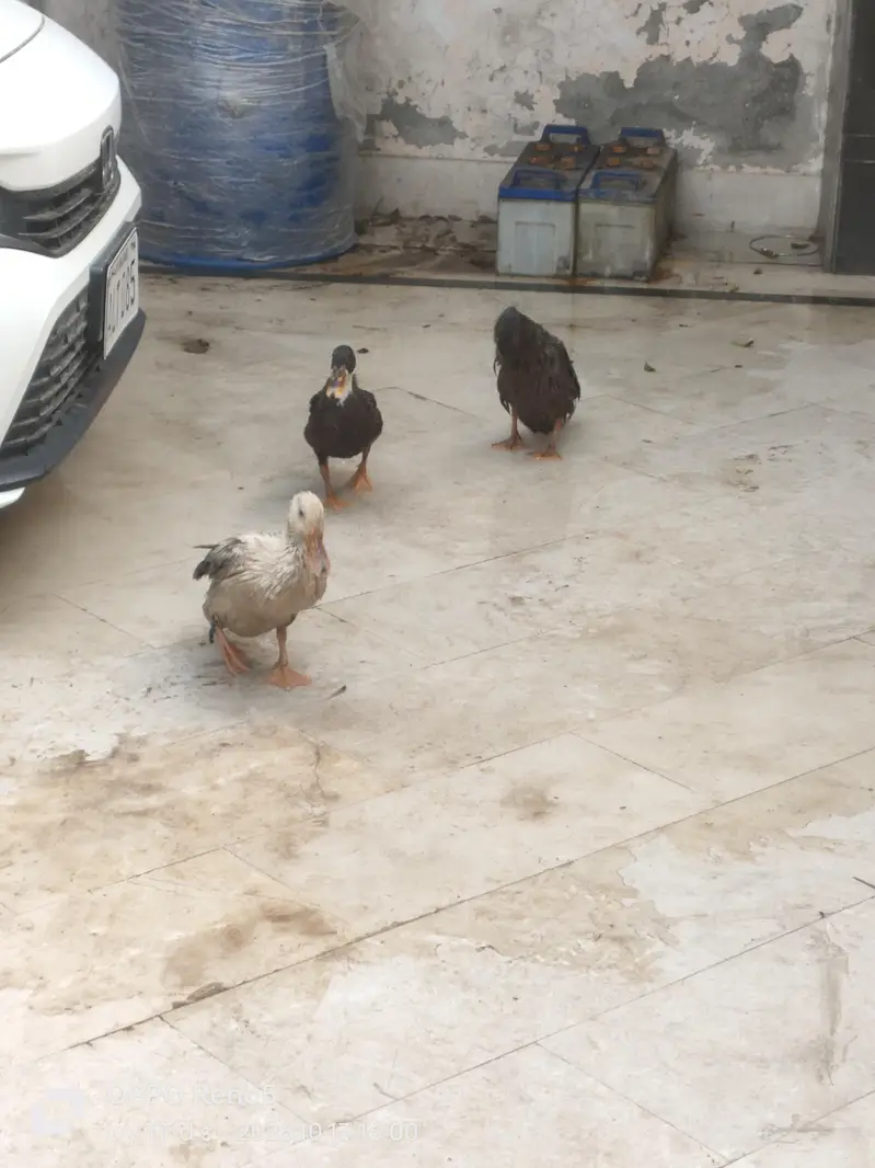 Ducks