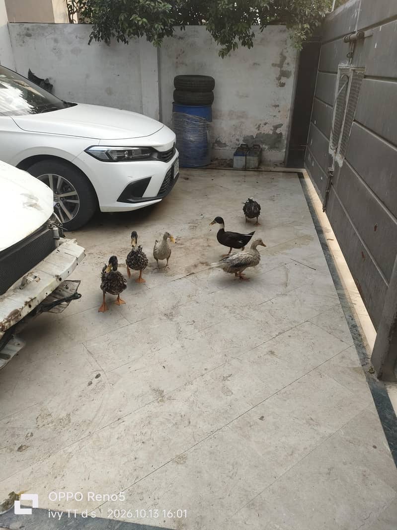 Ducks 1