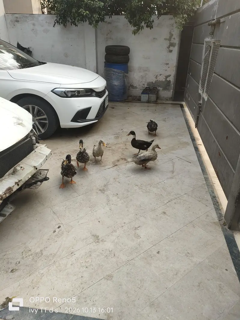 Ducks — photo 2