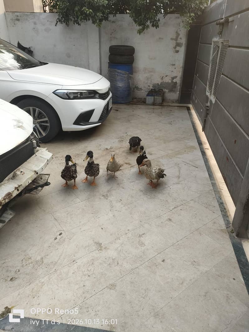 Ducks 2
