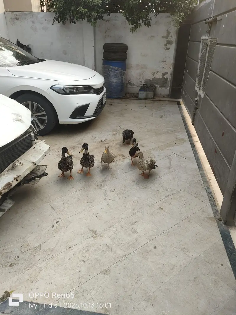 Ducks — photo 3