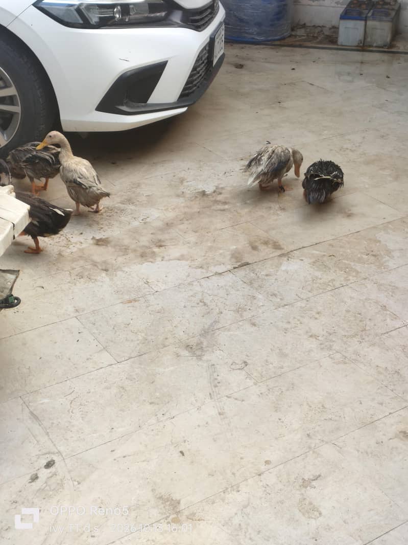 Ducks 3