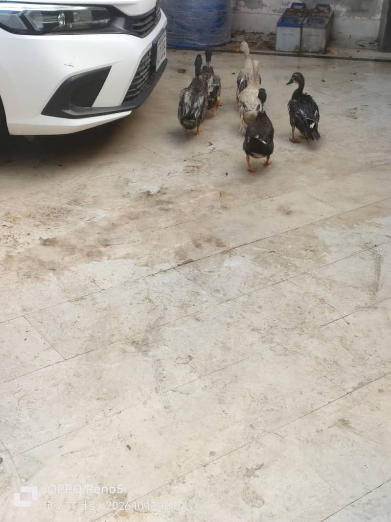 Ducks 4