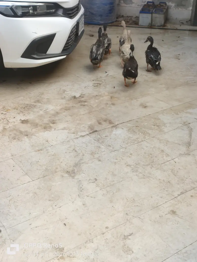 Ducks — photo 5