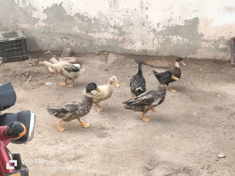 Ducks 5