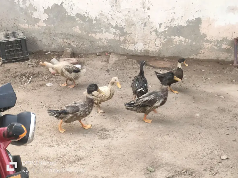 Ducks — photo 6