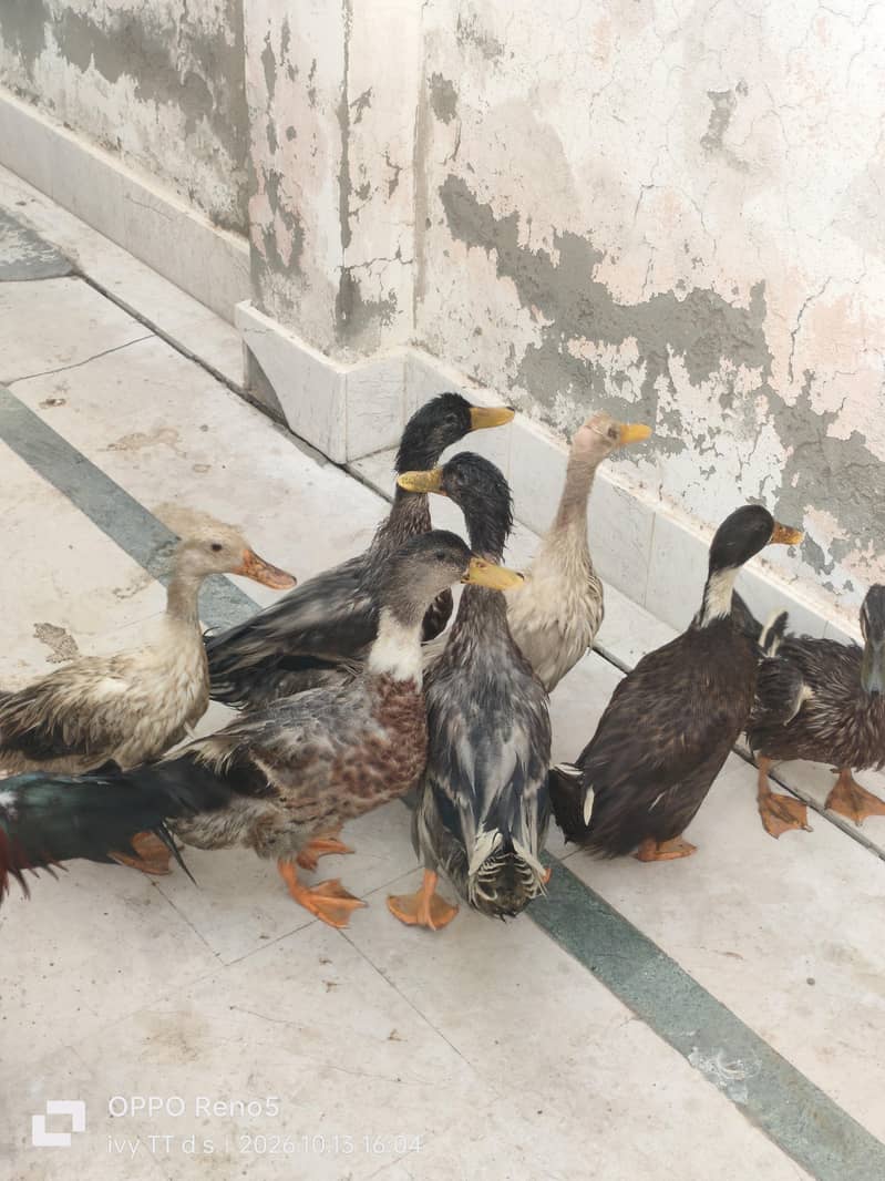 Ducks 6