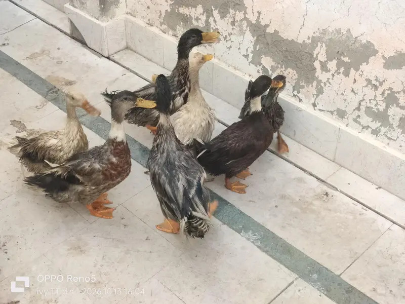 Ducks — photo 8