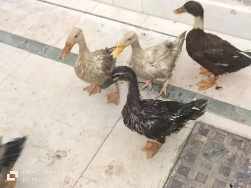 Ducks — photo 9