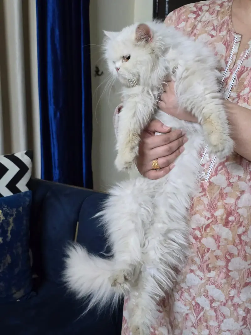 Persian Female — photo 5