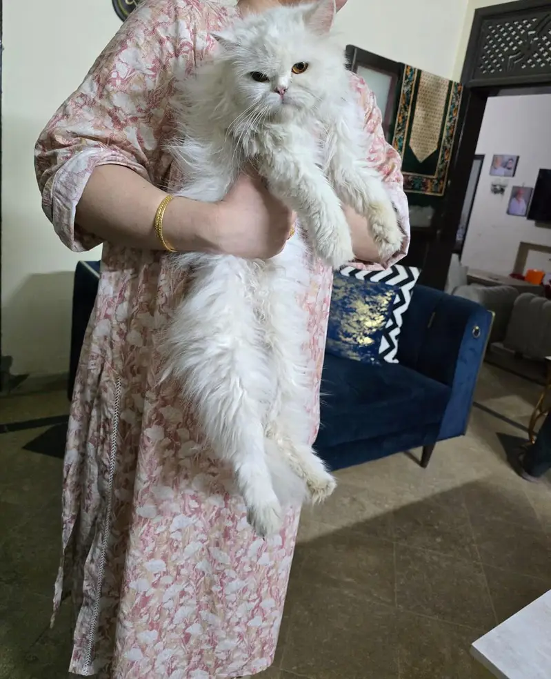 Persian Female — photo 6
