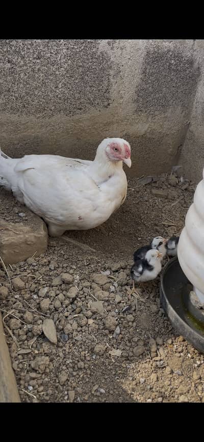 Paper white madi with chicks